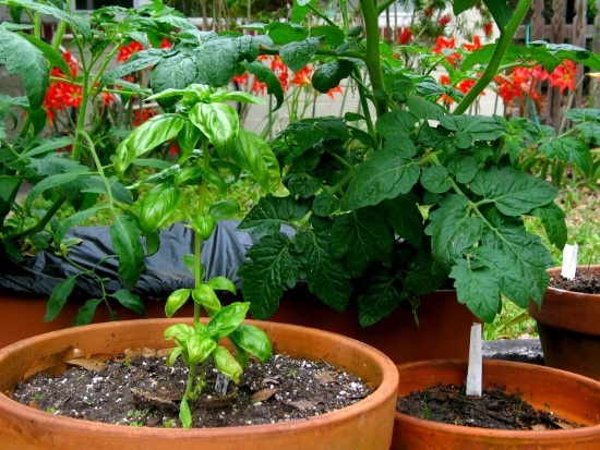 Basil Best Tomato Companion Plants