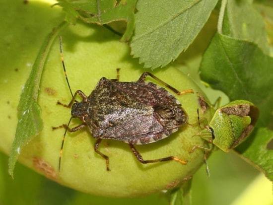 Brown stink bugs What Do Baby Stink Bugs Look Like