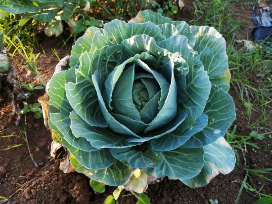 Cabbage Onion Companion Plants