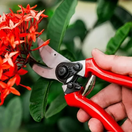 Carbon Steel Bypass Garden Shears When To Prune Spirea Goldflame