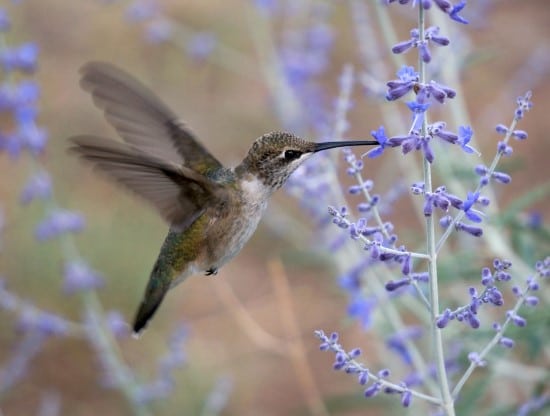Catmint Best Flowers for Hummingbirds