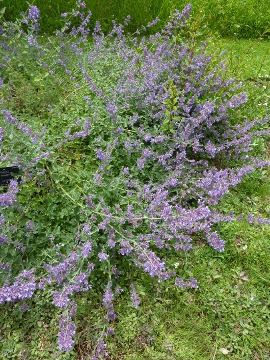Catmint Easiest Perennial to Grow from Seed 2
