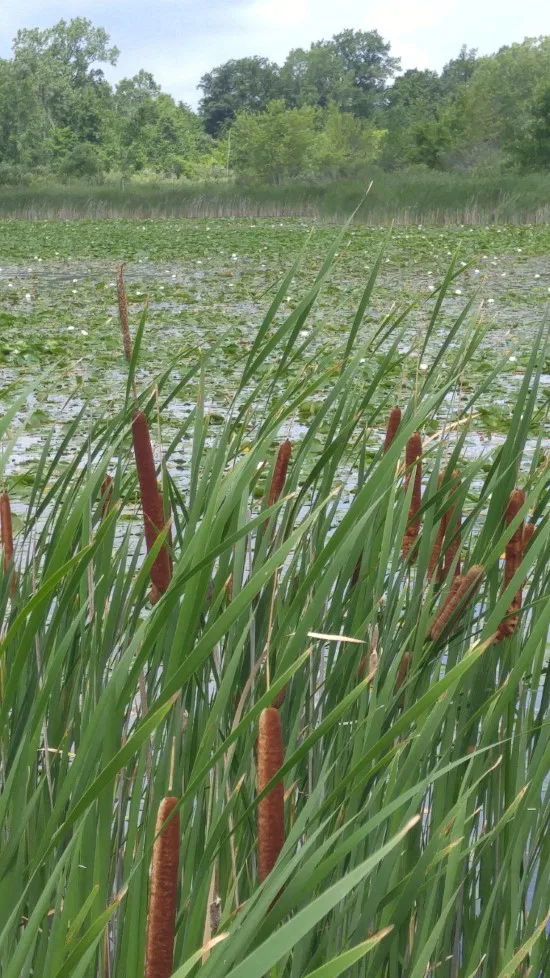 Cattail Plants That Grow In Water