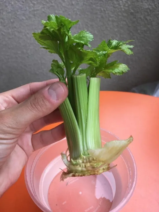 Celery Vegetables That Grow In Water