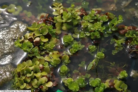 Creeping Jenny Plants That Grow In Water