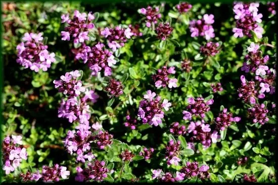 Creeping Thyme Easiest Perennial to Grow from Seed