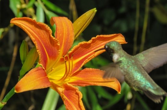 Daylily Best Flowers for Hummingbirds