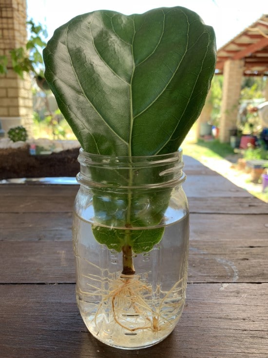 Fiddle Leaf Fig Plants That Grow from Cuttings In Water
