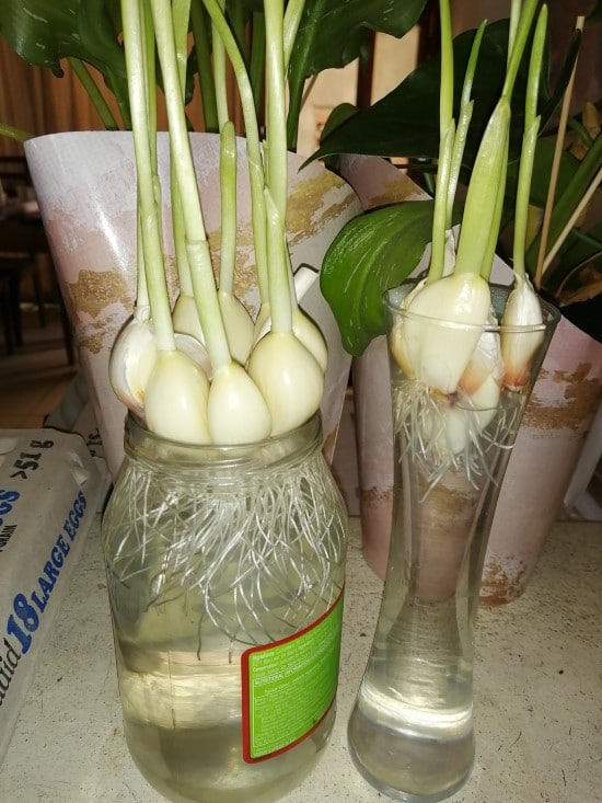 Garlic Vegetables That Grow In Water