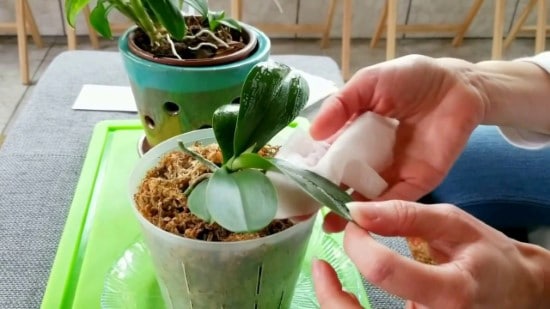 How To Clean Orchid Leaves