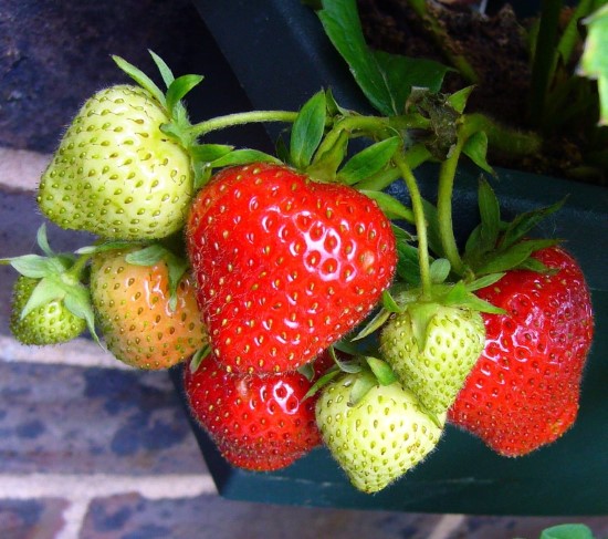 How To Grow Strawberries Indoors 2