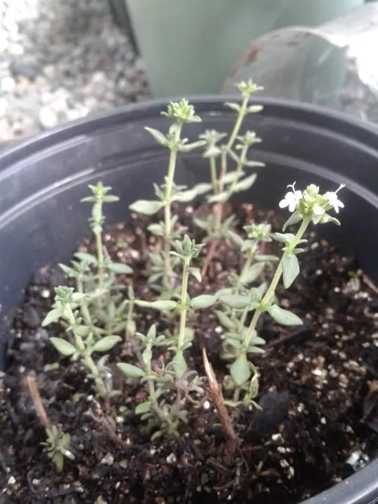 How To Grow Thyme from Cutting