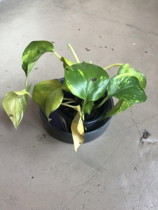 How To Revive A Pothos Plant 3