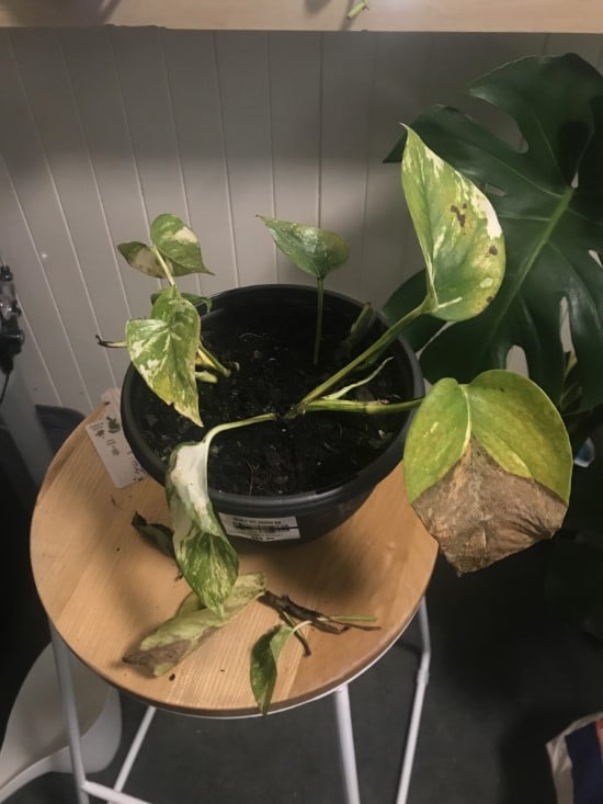 How To Revive A Pothos Plant 4