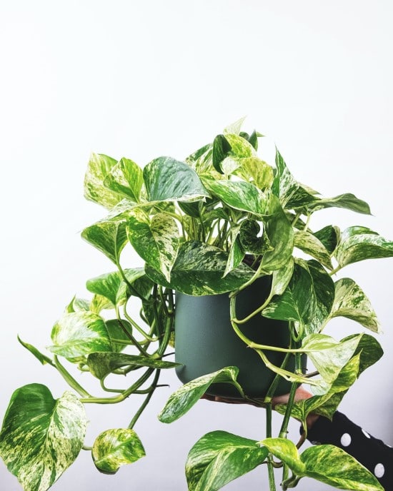 How To Revive A Pothos Plant