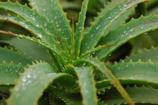 How To Revive An Underwatered Aloe Plant