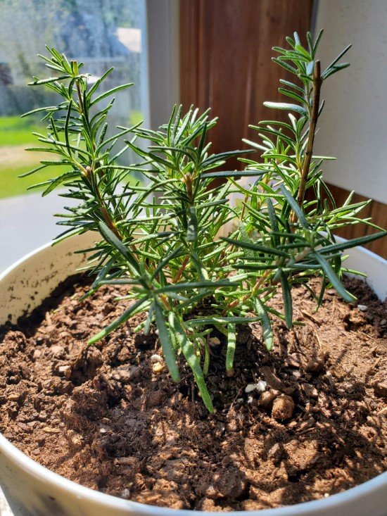 how to trim indoor rosemary plant
