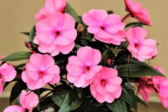 Impatiens Plants That Grow from Cuttings In Water