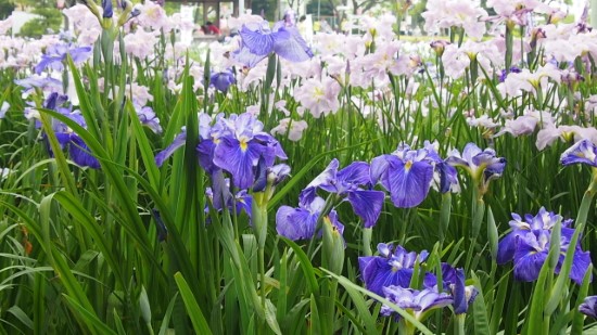 Iris Summer Flowering Bulbs