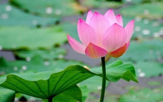 Lotus Plants That Grow In Water