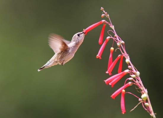 Penstemon Best Flowers for Hummingbirds