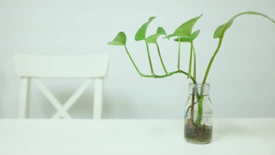 Pothos Plants That Grow from Cuttings In Water