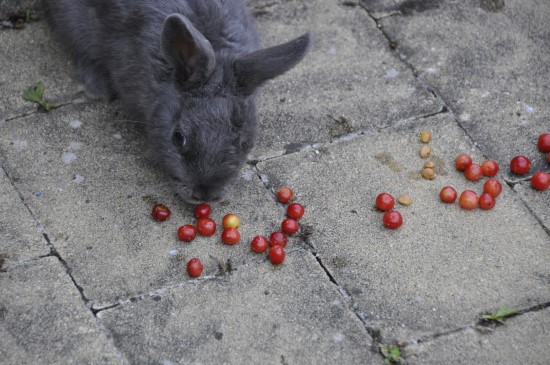 Rabbits What animal eats tomato plants