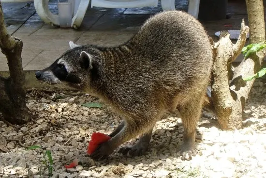 Raccoon What animal eats tomato plants