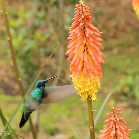 Red Hot Poker Best Flowers for Hummingbirds