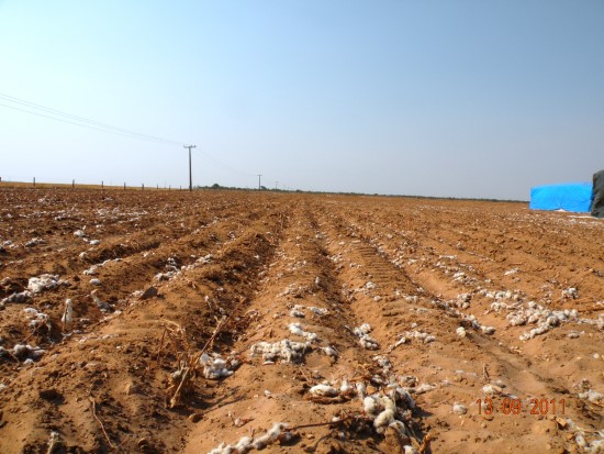 Sandy loam cotton field in West Bahia How Much Loam Do I Need
