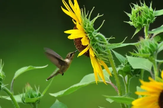 Sunflower Best Flowers for Hummingbirds