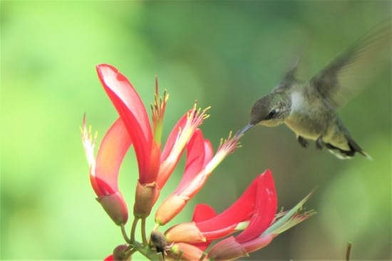 Trumpet Honeysuckle Best Flowers for Hummingbirds