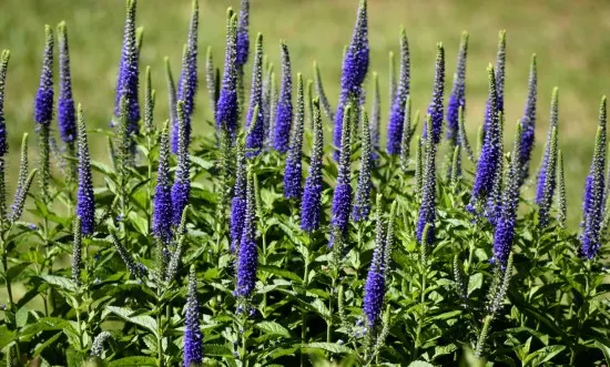 Veronica Easiest Perennial to Grow from Seed
