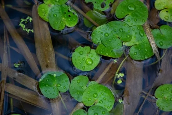 Water clover Plants That Grow In Water