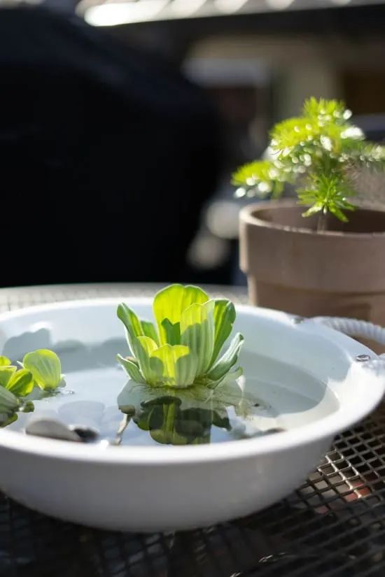 Water lettuce Plants That Grow In Water