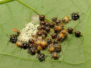 What Do Baby Stink Bugs Look Like - Important Tips