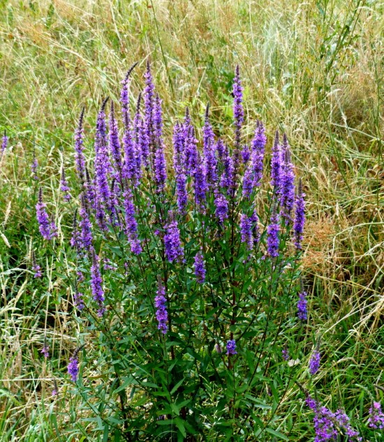 What Does Wild Sage Look Like