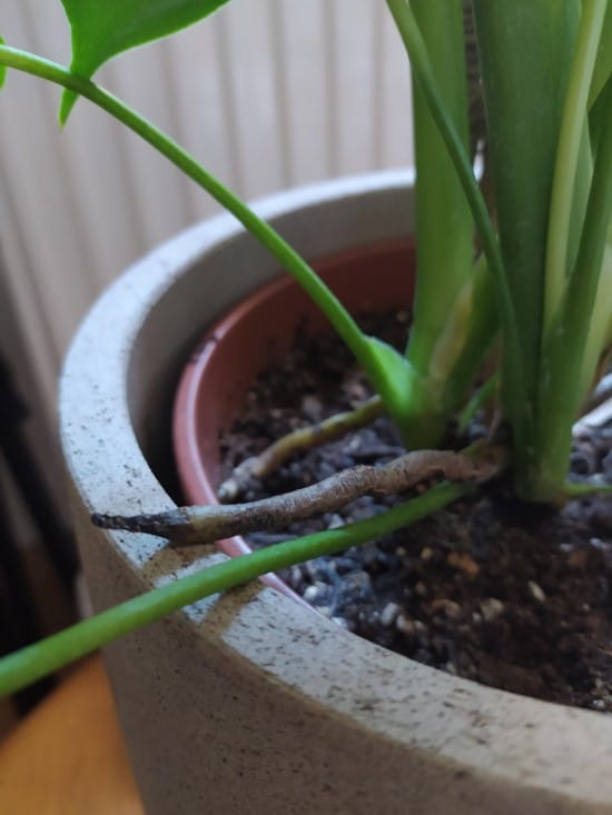 What To Do With Monstera Aerial Roots