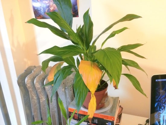 What does an overwatered peace lily look like