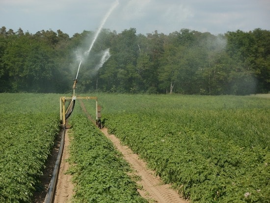 When To Stop Watering Potatoes