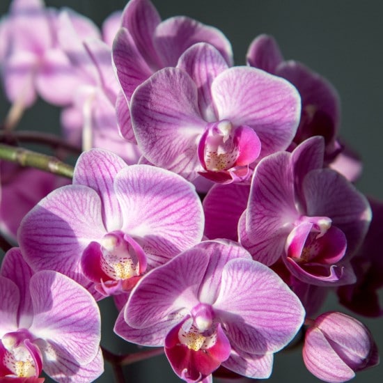 Why Are Orchids So Expensive
