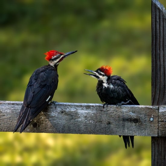 Why Do Woodpeckers Peck Trees 2