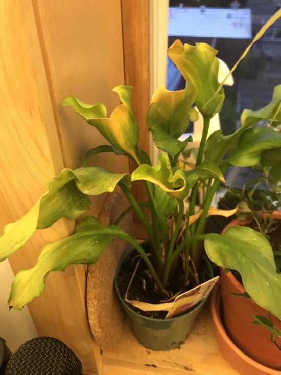 My Calla Lily Leaves Turning Yellow