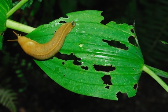 slugs What Bug Is Eating My Basil