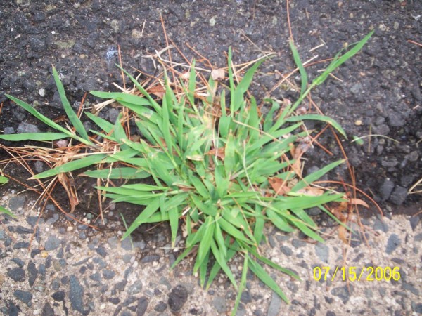 Crabgrass Dallisgrass vs Crabgrass 2