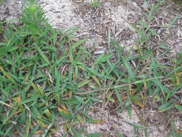 Crabgrass Dallisgrass vs Crabgrass