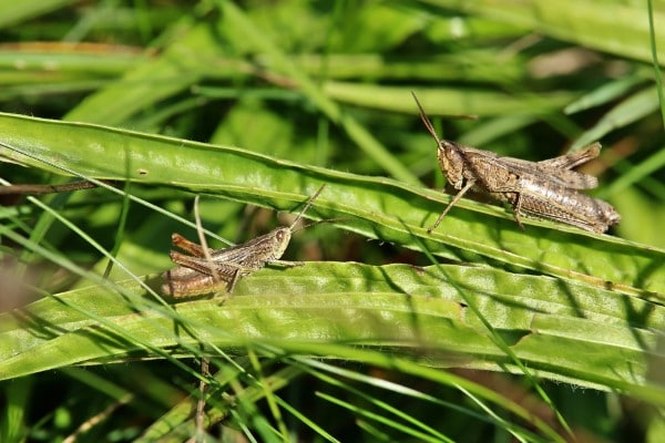 How To Get Rid Of Grasshoppers With Vinegar