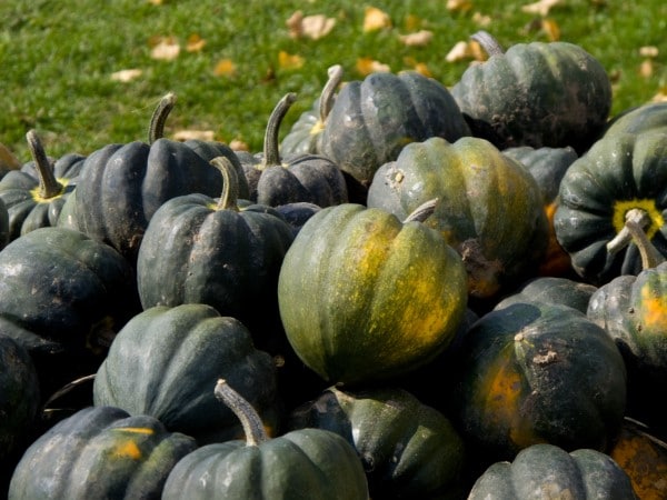 How To Grow Acorn Squash To Get A Good Harvest