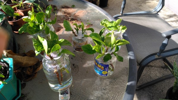 How To Grow The Hibiscus Plant From Cutting 2