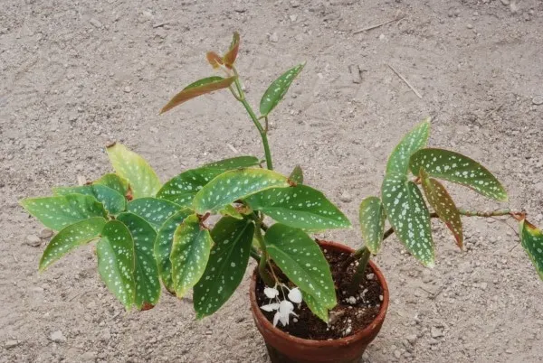 How To Propagate Begonia Maculata